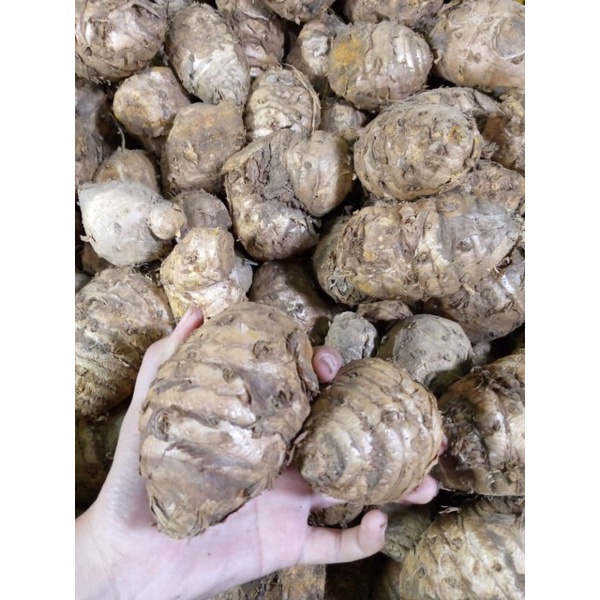 TEMULAWAK FRESH 1KG