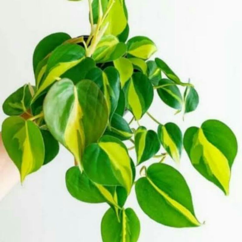 Tanaman sirih hias gantung-sirih gading brazil/philodendron brazil-tanaman hias sirih gading brazil