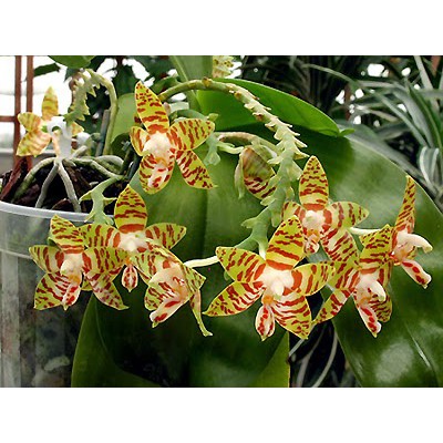 Anggrek Phalaenopsis Amboinensis Dewasa