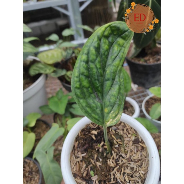 karstenianum varigata/ sirih badak variegata