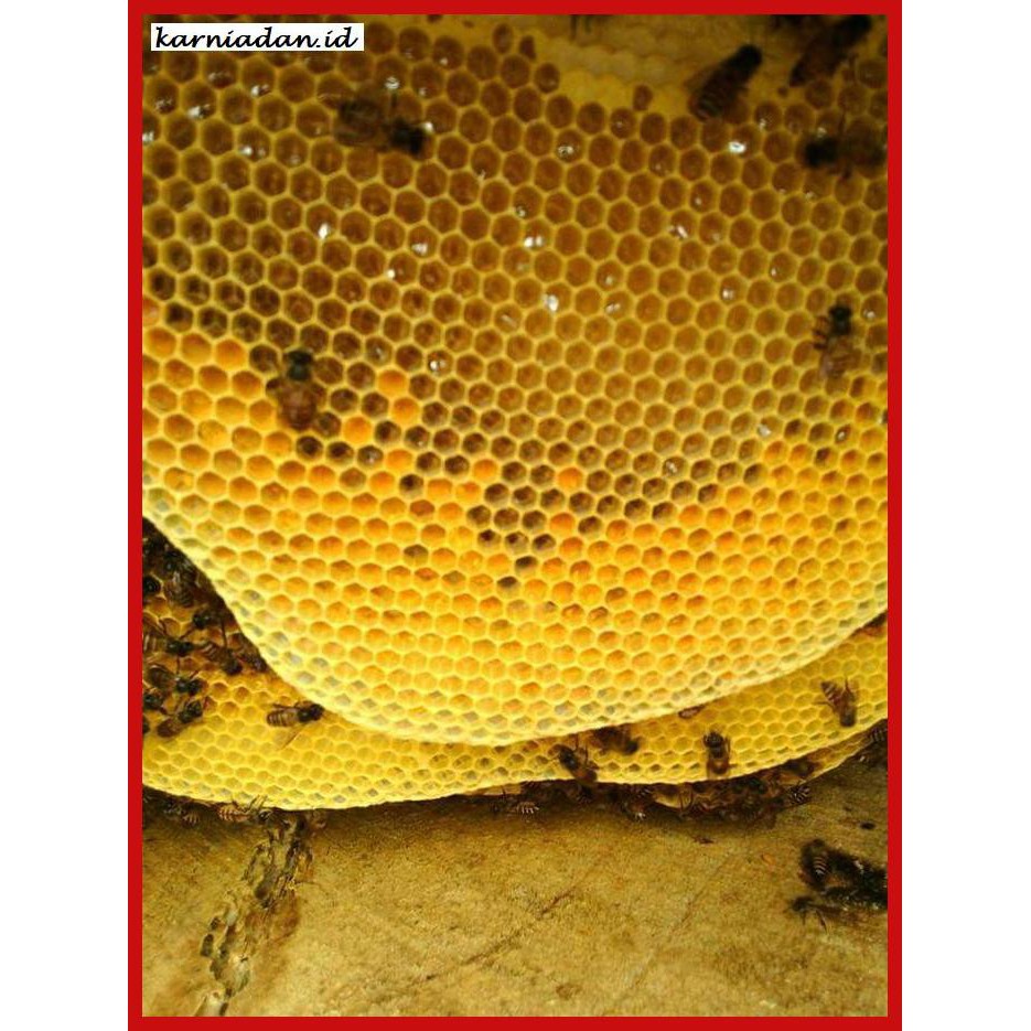 

MADU-MINUMAN- RAW HONEY (MADU SARANG TIRIS) 1KG RECOMMENDED -ASLI-BUKAN-KAWE-KAWE-
