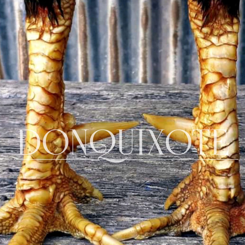 kaki ayam bangkok pukul keras asli kaki full katuranggan telur siap eram