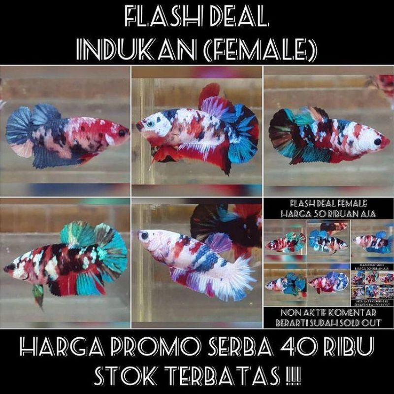 CUPANG NEMO/KOI/GALAXY/MULTI/MULTICOLOR/INDUKAN/TOP GRADE