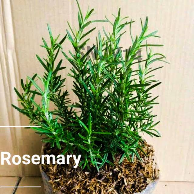 

ROSEMARY
