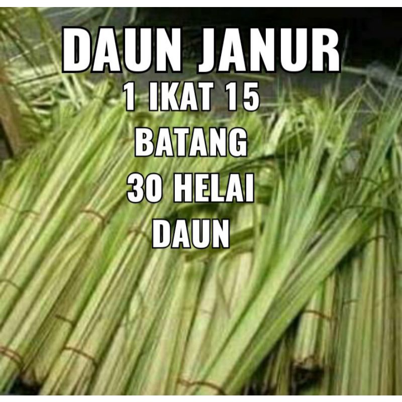 

daun janur kelapa