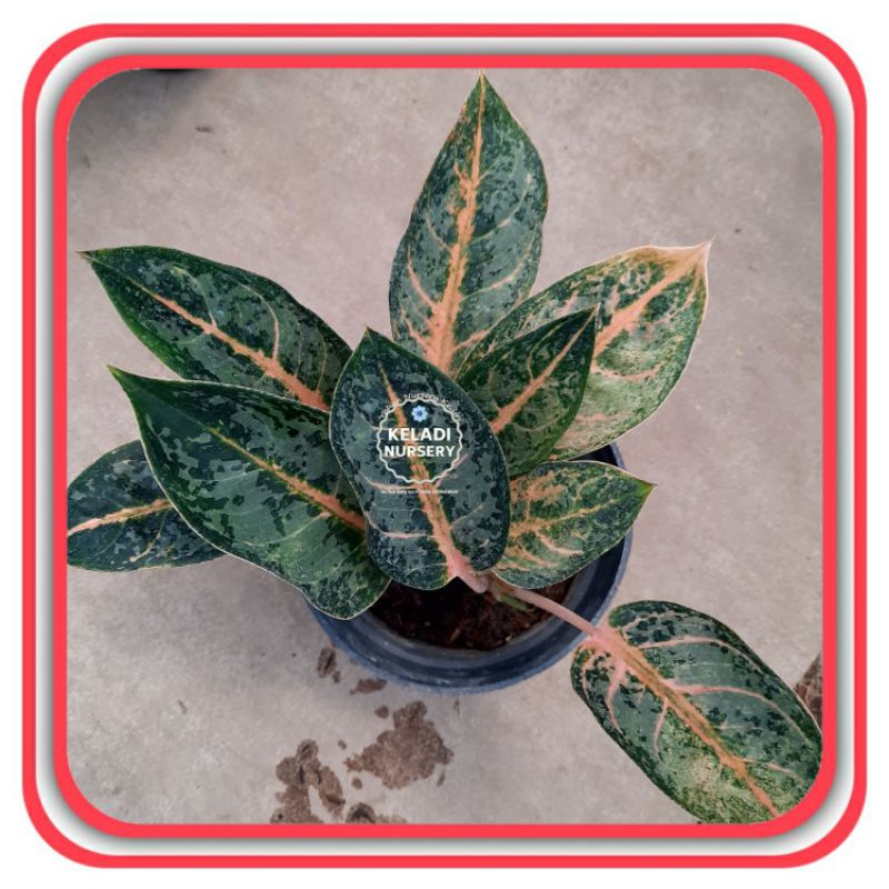 Tanaman Hias Aglonema GAJAH MADA / Aglonema AglaonemaGAJAH MADA