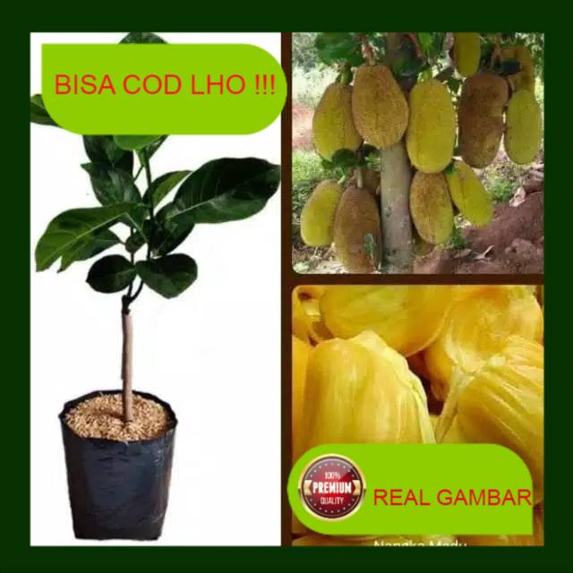 Bibit nangka mini okulasi
