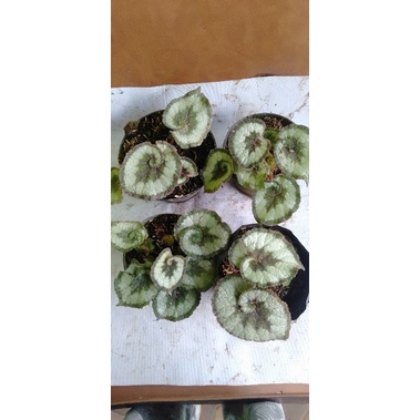 begonia keong escargot