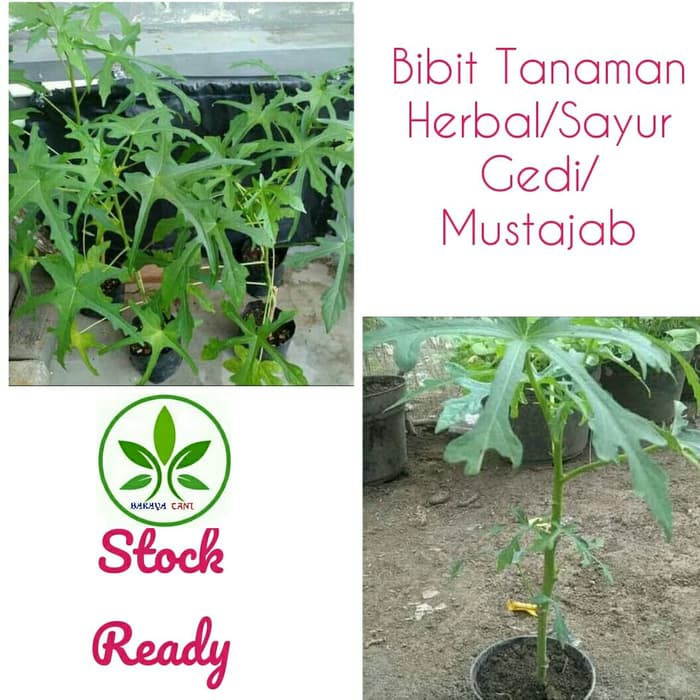 Bibit Tanaman Daun Gedi/Daun Kalingsir/Pohon Daun Gedi mustajab /Herb