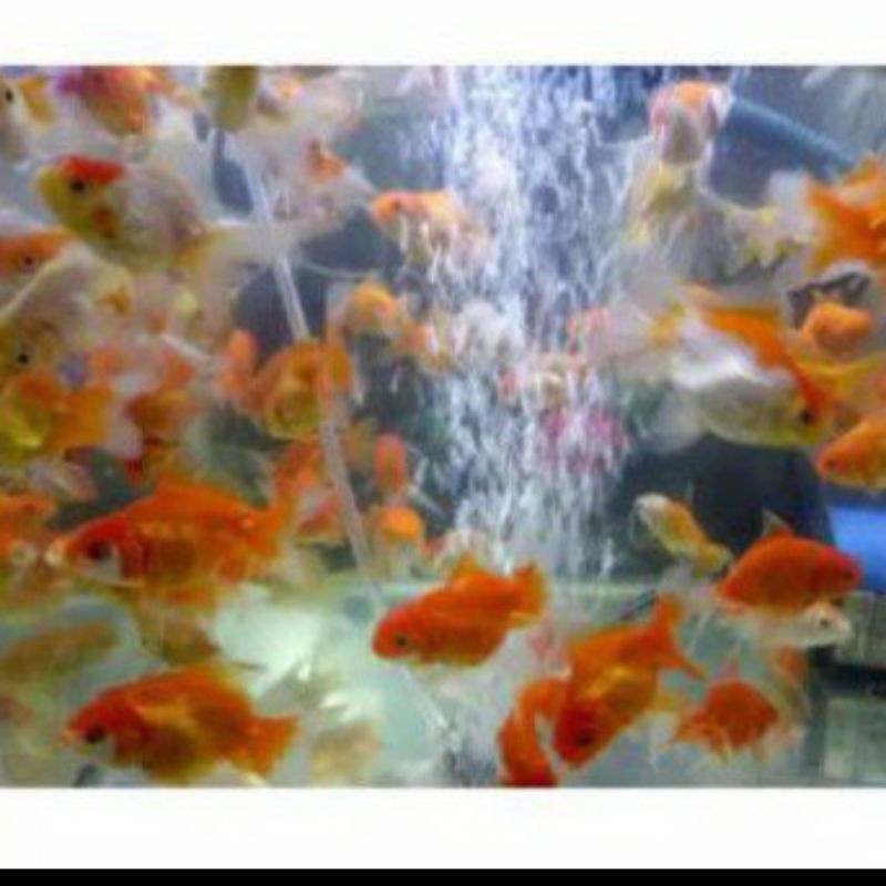 ikan mas koki aquarium