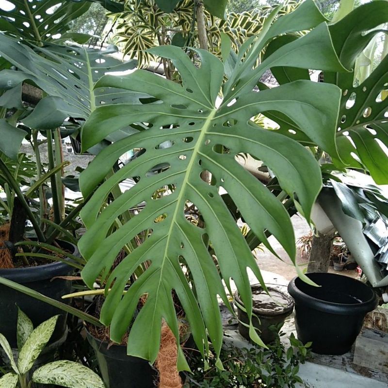 Anakan Monstera King / Tanaman Hias