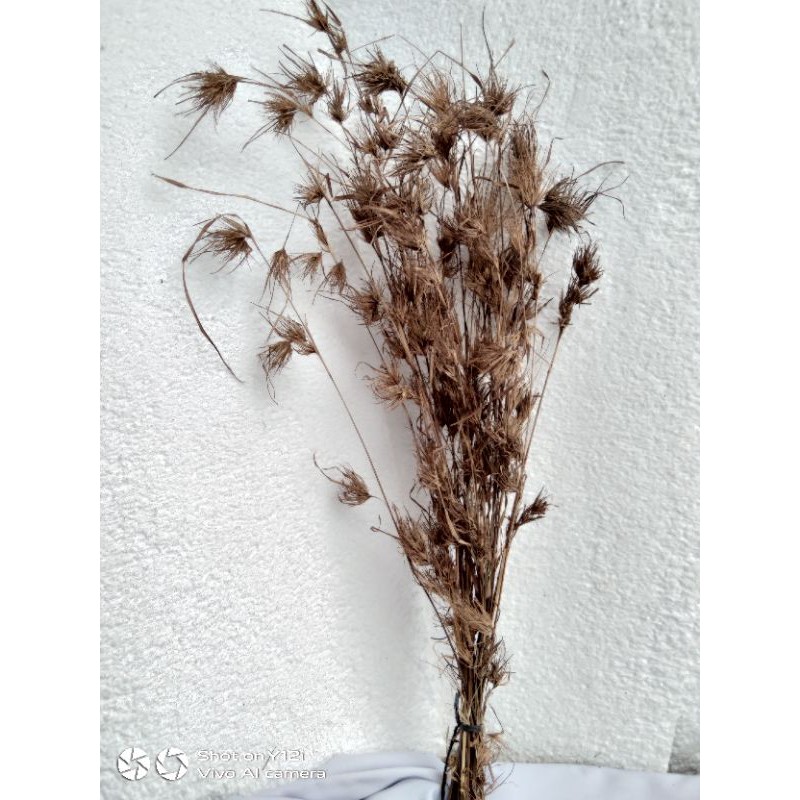 DRIED FLOWER JAMPANG GRASS / BUNGA KERING / BUNGA RUMPUT KERING