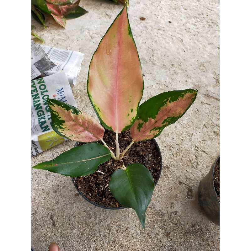 bunga aglonema kocin sanraise / kocin tembaga