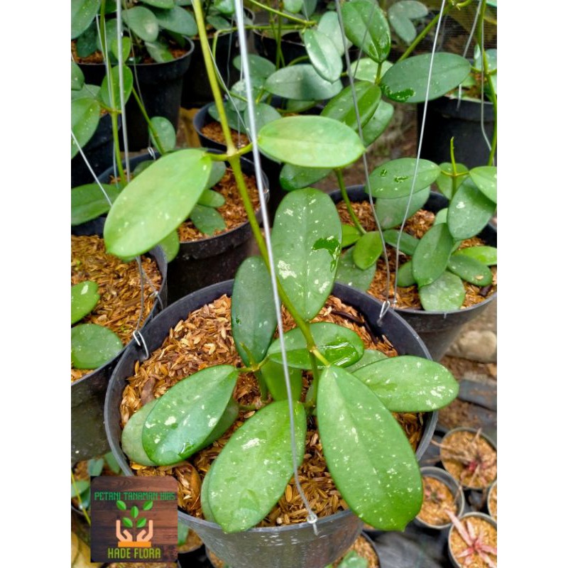 Tanaman hias Hoya diversifolia
