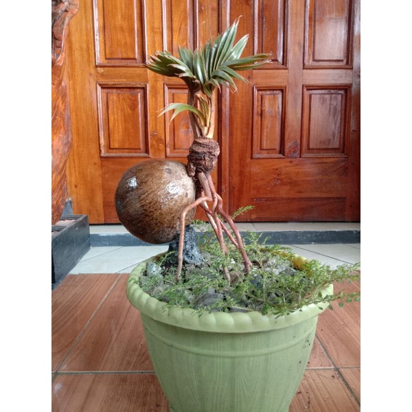 Bonsai kelapa sudah jadi