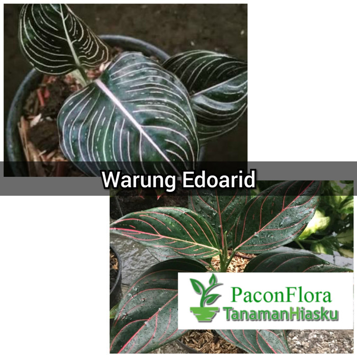 Paket 2 tanaman hias aglonema rotundum- aglaonema rotundum aceh hijau