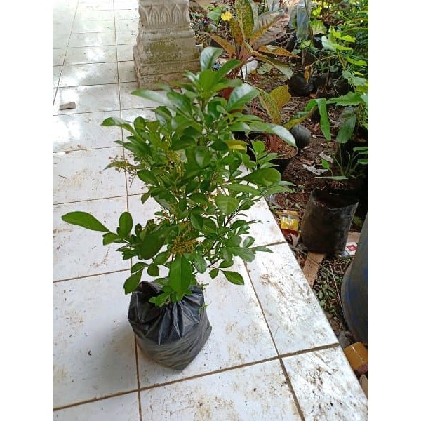 bibit pohon culan-pacar cina-kemuning cina