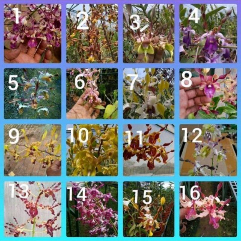 Anggrek botol dendro (BISA COD) - Bibit botol anggrek dendrobium warna mix Bunga kampung Murah