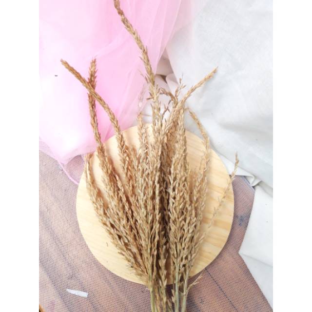 Bunga jagung kering / bunga kering / rumput kering