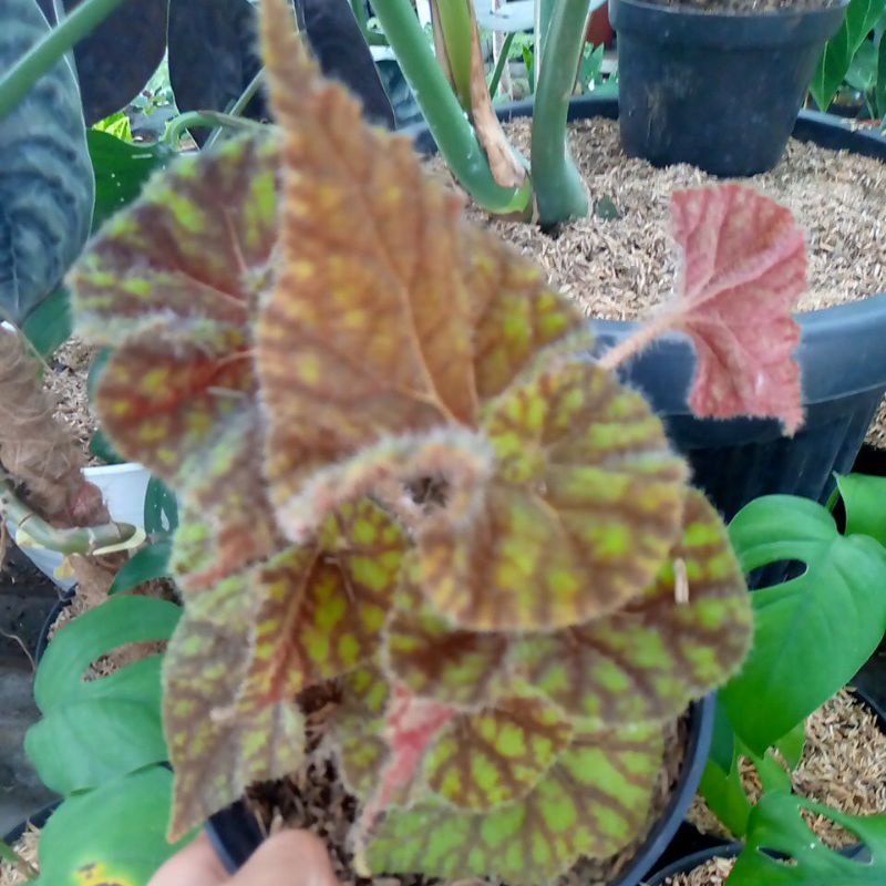begonia keong macan