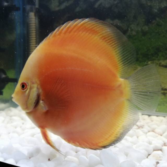 Discus 1 pair