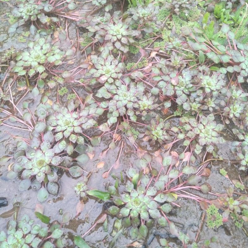 ludwigia sedoides