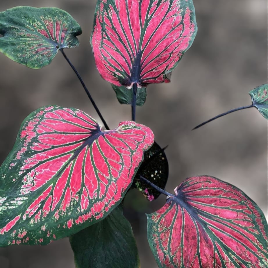 Keladi Ganesha Wilis Keladi Hias Caladium Tanaman Hias Keladi Tanaman Keladi Hidup Tanaman Hias Mura