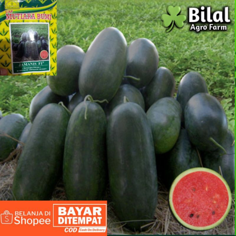 Benih Semangka Hibrida Jamanis F1 20gr || Inul Daging Merah Cap Mutiara Bumi