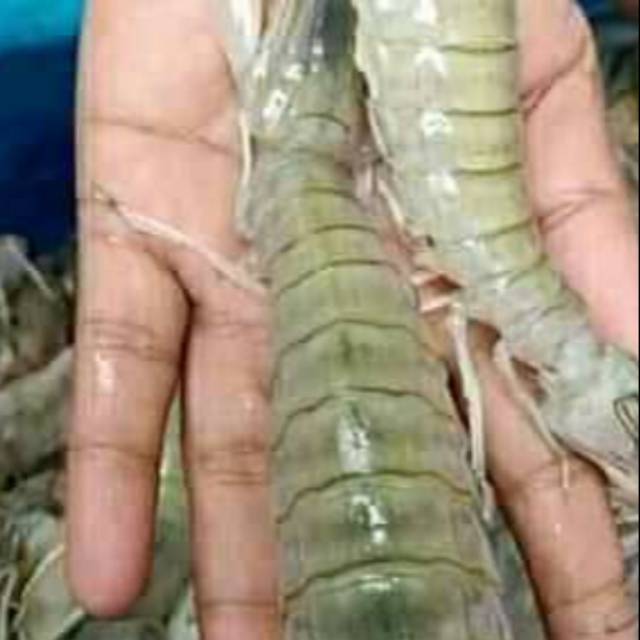 

udang ronggeng