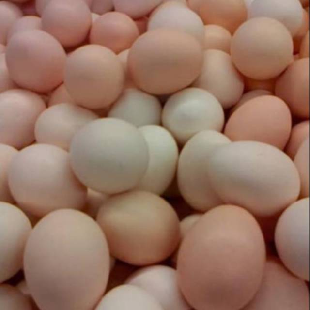 

Telur Ayam Kampung (Arab) isi 10pck