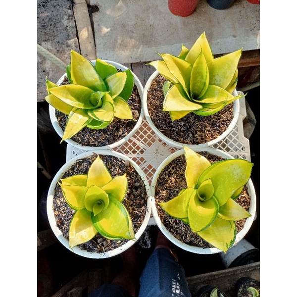 Sansivera golden Philippine