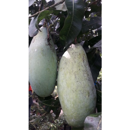 bibit mangga mahatir tinggi 1m up
