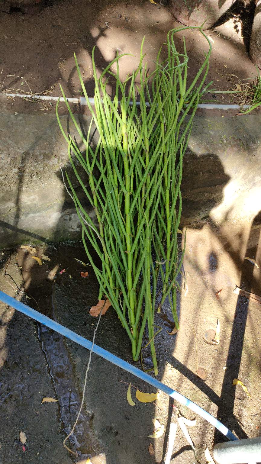 Vanda Douglas Murah (dewasa)