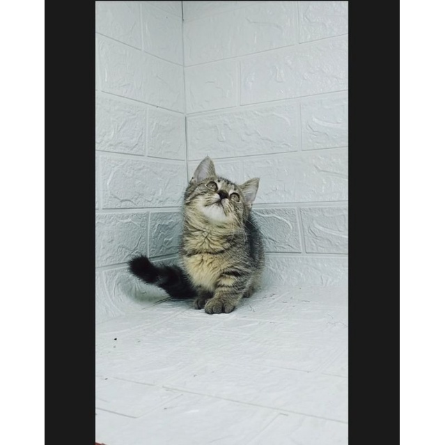 kucing munchkin genetta betina