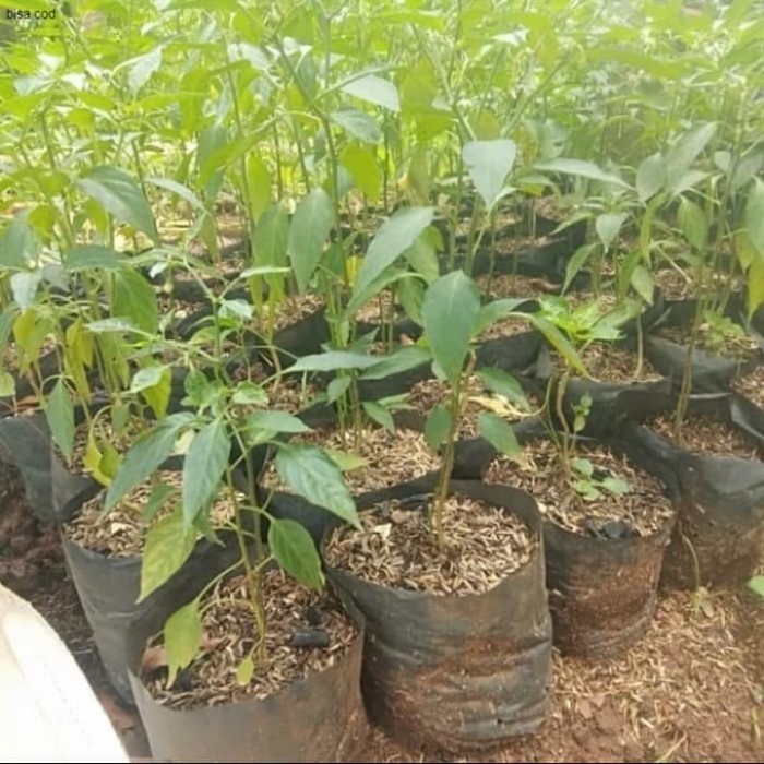 Pohon Cabe Keriting - Bibit Tanaman Pohon Cabe Kriting