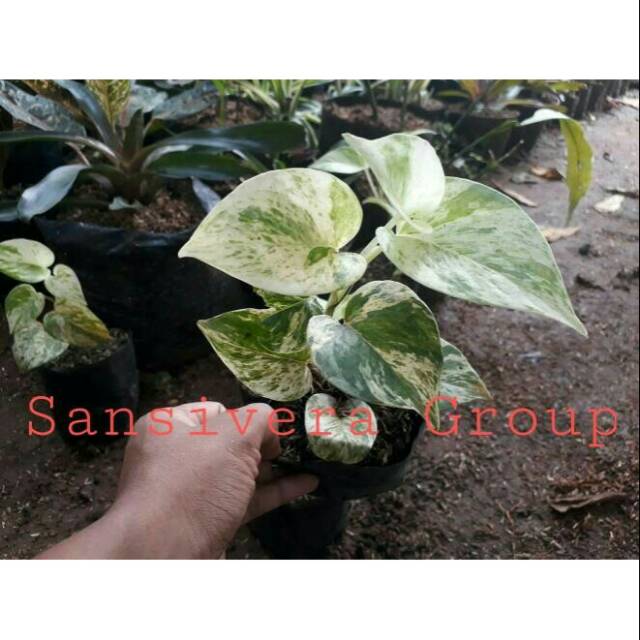 Sirih Gading Varigata / Epipremnum Marble queen