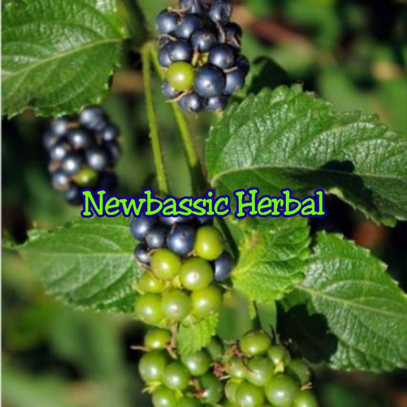 

buah lantana fresh 1kg