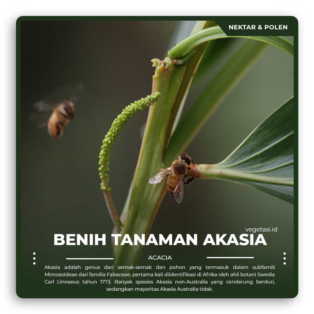 Biji Akasia Mangium / Akasia Formis & Akasia Krasikarpa / Akasia Crassicarpa Akasia Carpa Akasia Kar