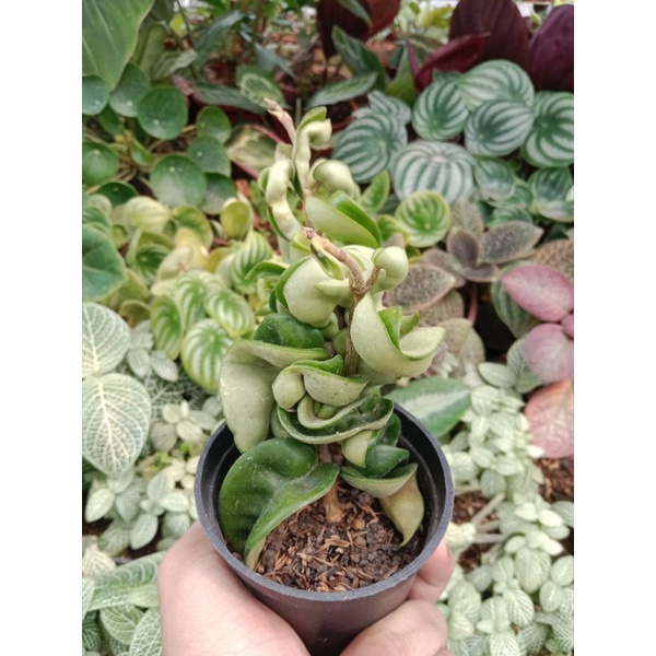 Hoya compacta