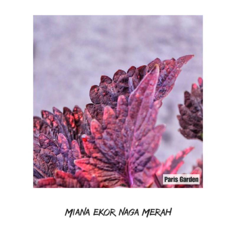 MIANA TANAMAN HIAS MIANA EKOR NAGA MERAH - BIBIT MIANA TANAMAN EKOR NAGA MIYANA EKOR NAGA MERAH