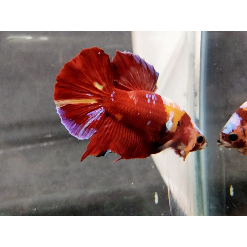 

RED GALAXY MULTICOLOUR