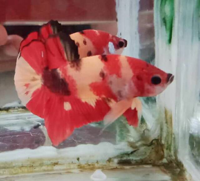 Ikan Cupang Hias Nemo Emeral Multycolor Hiasan Aquarium No Cupang Adu Giant Helboy Ws Fccp Fancy Koi Shopee Indonesia