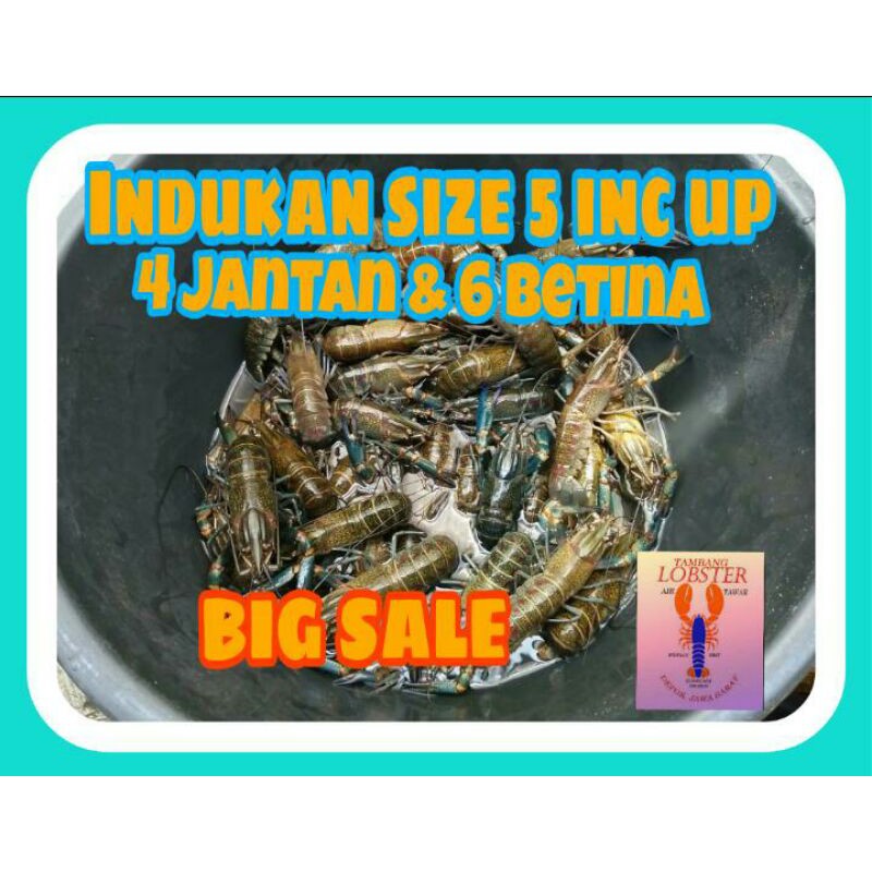 Indukan Lobster Air Tawar 5 Inc Up