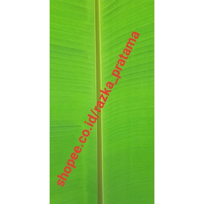 

Daun Pisang Fresh 1 kg