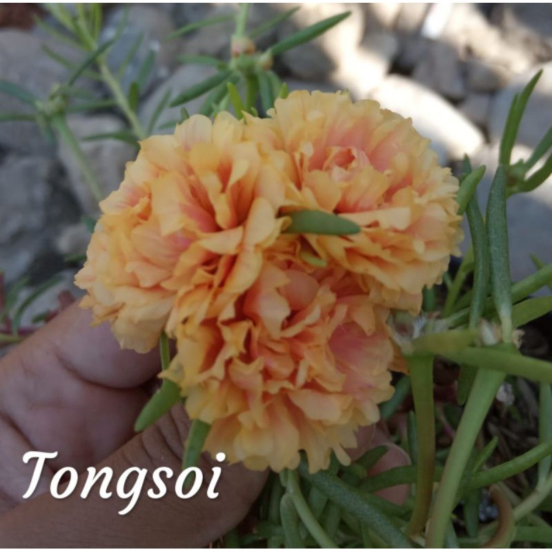 

Tongsoi