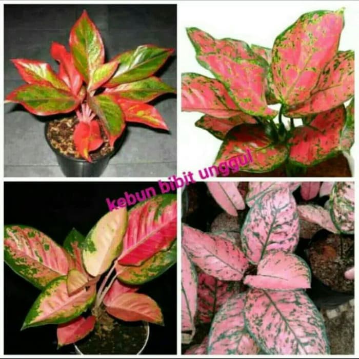 Paket 4 Bunga Aglonema Lipstik Dut Anjamani Kocin Paket 4 Bunga Aglonema Lipstik Dut Anjamani Kocin