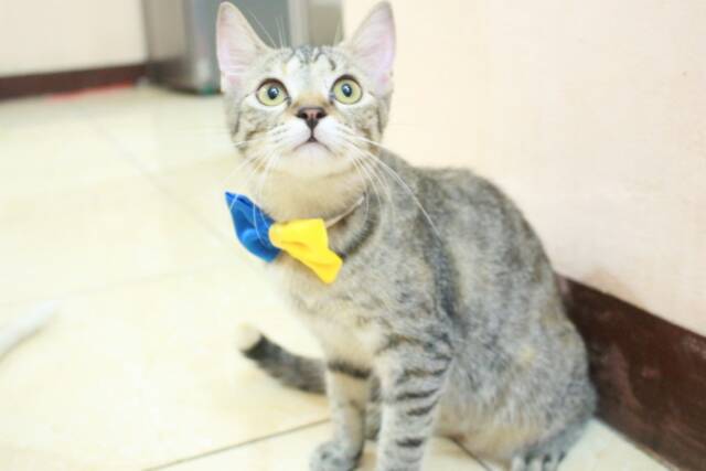 Dasi kupu-kupu half bowtie untuk kucing dan anjing / baju kucing murah se indonesia size bervariasi