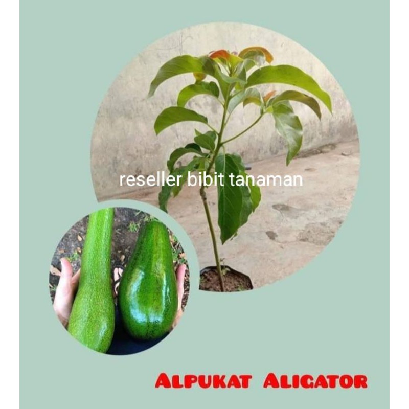 

Alpukat Aligator Super manis Murah