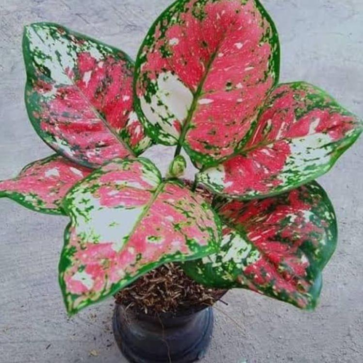 Limited - Baby Aglonema tricolor 2-3 daun 
