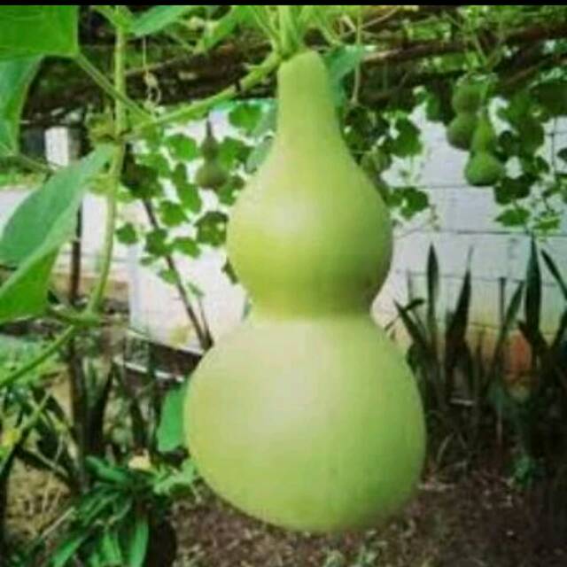Benih-Biji-seed Bottle Gourd labu Botol Labu Kendi